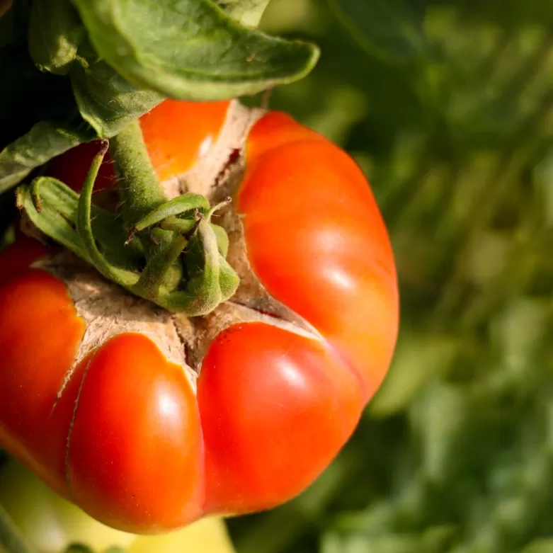 Tomate ecológico