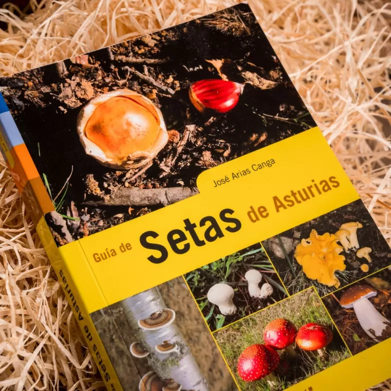 Guide to the mushrooms of asturias. know the Spanish mushrooms